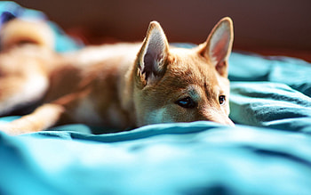 Animals, To Lie Down, Lie, Dog, Muzzle, Blanket HD wallpaper