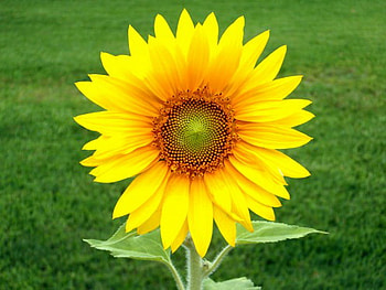 A little touch of the sun, brown, yellow, flower, bright, grass, sunny day, sunflower HD wallpaper