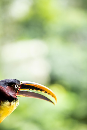 Animals, Bird, Beak, Eye, Toucan HD phone wallpaper