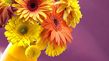 Plants, Flowers HD wallpaper