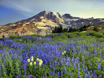 Lupine-Fields-Mazama-Ridge-Mount-Rainier-Washington, mtrainier, nature, flower, mountain HD wallpaper