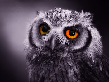Eyes of a night owl, of a, bird, night owl, eyes HD wallpaper