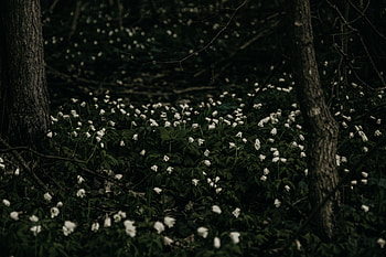 Flowers, Plant, Bloom, Flowering, Polyana, Glade HD wallpaper