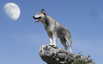 Animals, Dog, Break, Precipice, To Stand, Stand, Expect HD wallpaper