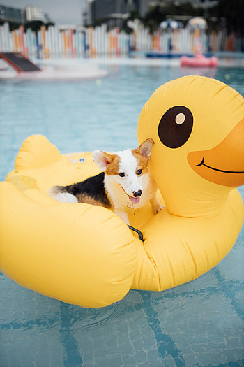 Animals, Dog, Pet, Sweetheart, Nice, Pool, Corgi, Inflatable Circle HD phone wallpaper