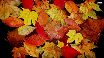 fall leaves and pumpkins - HD wallpaper