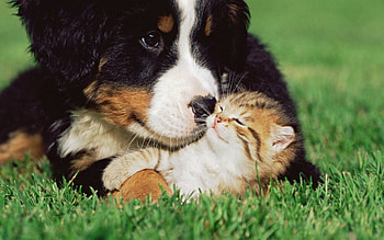 Cute friendship, animal, dog, kitten, love, cat, grass, friend, pet HD wallpaper