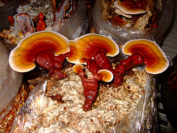 Reishi ganoderma lucidum, Mushroom benefits, Terra TCM, Wellbeing HD wallpaper