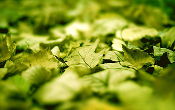Plants, Background, Leaves HD wallpaper