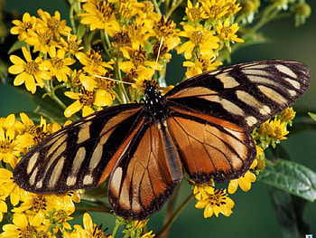 clearwinged butterfly, wings, delicate, colours, pretty HD wallpaper