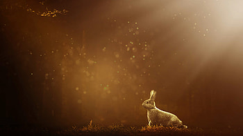 Rabbit U , Ultra-high definition, Top-notch quality, Stunning details HD wallpaper