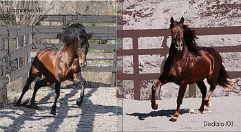 Spanish Fellows, spanish, andalusian, horses, chestnut, andalusians, bay HD wallpaper