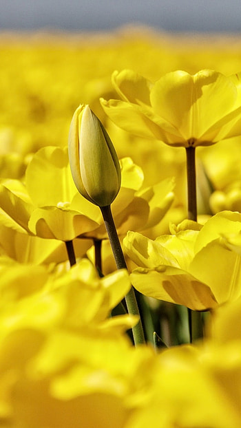 A Yellow, Beautiful, Yellow Nature HD phone wallpaper