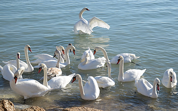 Animals, Birds, Swans HD wallpaper