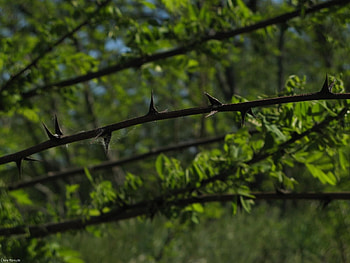 Nature, Vegetation, Greens, Thorns, Prickles, Spikes HD wallpaper