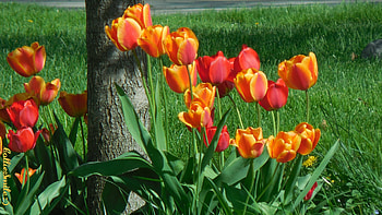 Orange & Red Tulips, tree trunk, sunshine, tulip, scarlet, orange, red tulips, leaves, blooming, b1oom, green grass, b1ooms HD wallpaper