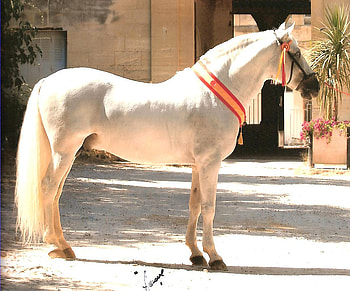 The Spanish Pearl, spain, andalusian, andalusian horse, horses, white, spanish horse, animals, stallions HD wallpaper