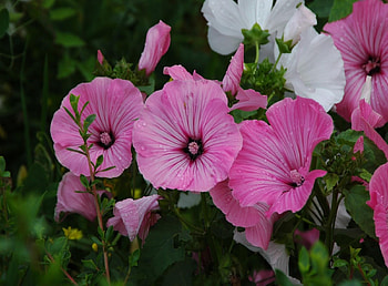 Flowers, Drops, Greens, Freshness, Petunia HD wallpaper
