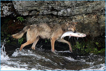 Dinner Time, animal, feeding, wolf fish, dogs, nature, friend, water HD wallpaper