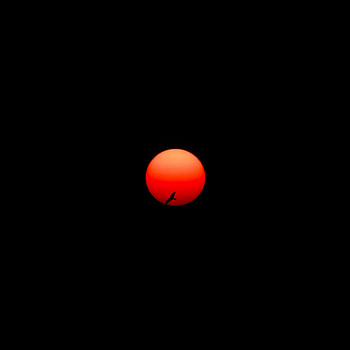 Sun, Dark, Bird, Circle HD phone wallpaper