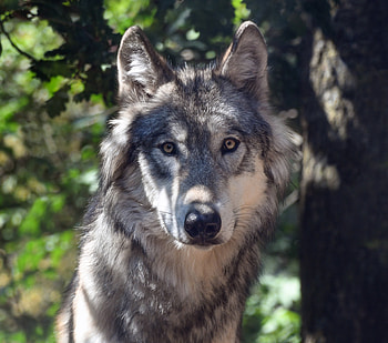 Wolf, muzzle, wildlife HD wallpaper