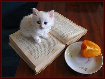 sweet kitten, sweet, kitten, still life, white, book, cat, nature HD wallpaper