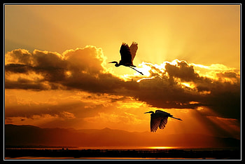 Flight at dawn, birds, flight, beautiful, impressive, dawn, golden rays, clouds, nature, sky HD wallpaper