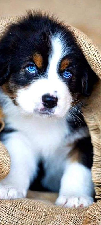 LoveLife, puppy, sweet, dog HD phone wallpaper