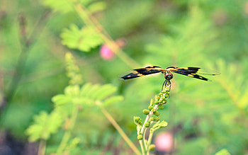 Flower, Plant, Macro, Blur, Smooth, Butterfly HD wallpaper