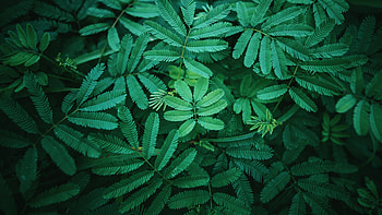 Green Leaf, Leaves , Green spring, Nature HD wallpaper