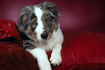 Animals, To Lie Down, Lie, Muzzle, Spotted, Spotty, Puppy HD wallpaper