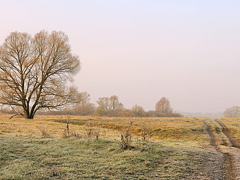 Landscape, nature, tree, path HD wallpaper