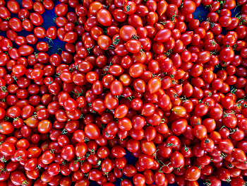 Food, Vegetables, Harvest, Tomatoes HD wallpaper