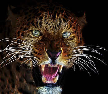 Angry, leopard, muzzle, art HD wallpaper