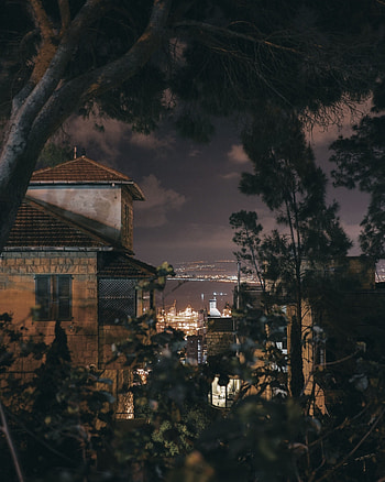 Nature, Trees, Sea, Night, City, Branches HD phone wallpaper