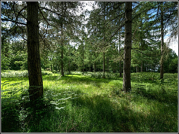 A Green Carpet amongst the Trees, carpet, trees, green HD wallpaper