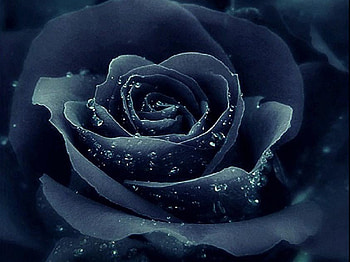 magical rose, delecate, black, plants, buds, nice, rose, petals, flower, bud, roses, soft, beautiful, dark, pretty, nature, flowers, lovely HD wallpaper