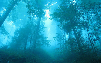 Landscape, Trees HD wallpaper