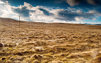 Nature, Field, Posts, Wires, Pillars, Wire, Hay, Agriculture HD wallpaper