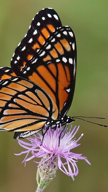 Butterfly, Lovely, Lovely Butterfly HD phone wallpaper