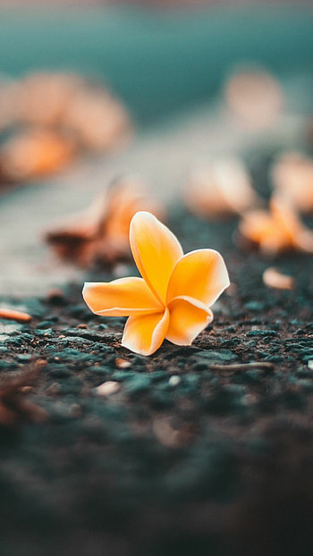 Frangipani , Android mobile beauty, Full floral delight, Nature's gift HD phone wallpaper