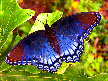 Red spotted purple, green leaves, butterfly, blue white red HD wallpaper