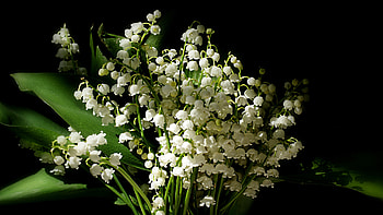 White Lily Of The Valley Flowers Green Leaves In Black Background Flowers HD wallpaper
