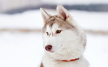 Cute husky , Michelle Thompson's collection, Playful expressions, Irresistible charm HD wallpaper