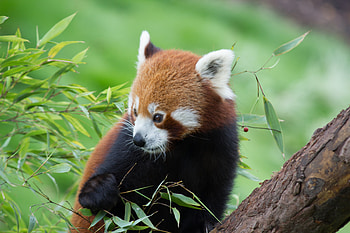 Animals, Animal, Nice, Sweetheart, Bamboo, Red Panda HD wallpaper