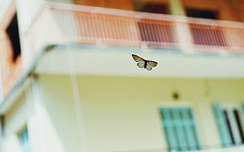 Background, Miscellanea, Miscellaneous, Blur, Smooth, Insect, Flight, Butterfly HD wallpaper