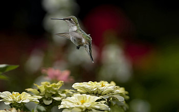 Animals, Nature, Flowers, Humming-Birds, Bird, Blur, Smooth, Flight HD wallpaper