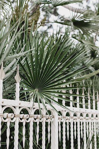 Miscellanea, Miscellaneous, Palm, Branches, Fence, Metal, Metallic, Forged HD phone wallpaper
