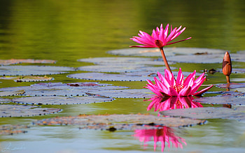 Flowers, Water, Leaves, Lilies, Water Lilies, Reflection, Bud, Smooth, Surface HD wallpaper