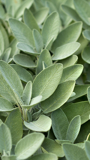 Sage herb plant, Culinary ingredient, Medicinal properties, Natural green HD phone wallpaper
